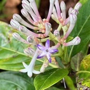 Chassalia gaertneroides. bois de lousteau.bois de merle.rubiaceae.endémique Réunion. (1).jpeg