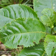 Claoxylon glandulosum.gros bois d’oiseaux.euphorbiaceae.endémique Réunion. (1).jpeg