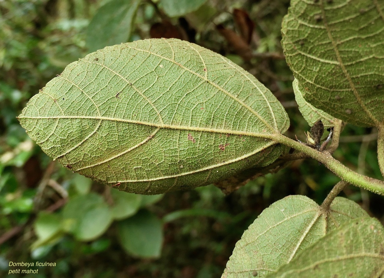 Dombeya ficulnea.petit mahot.malvaceae.endémique Réunion. (1).jpeg