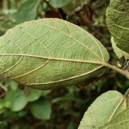 Dombeya ficulnea.petit mahot.malvaceae.endémique Réunion. (1).jpeg