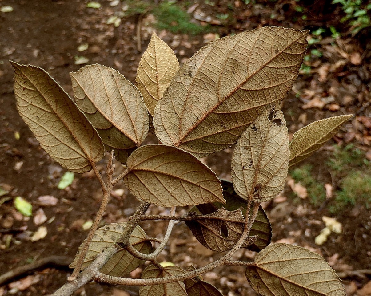 Dombeya punctata   ? .mahot. malvaceae.endémique Réunion..jpeg
