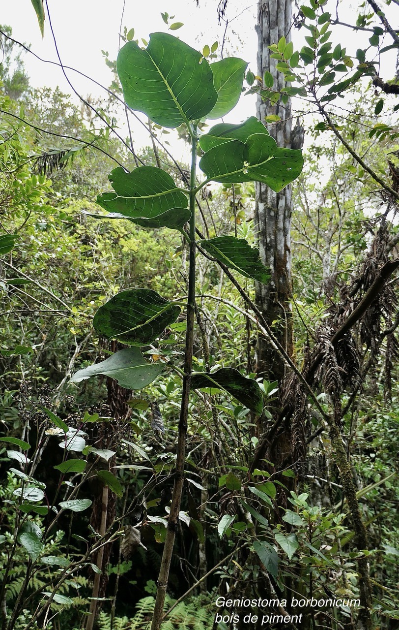 Geniostoma borbonicum  Bois de piment  bois de rat. loganiaceae endémique Réunion Maurice. (1).jpeg