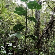 Geniostoma borbonicum  Bois de piment  bois de rat. loganiaceae endémique Réunion Maurice. (1).jpeg