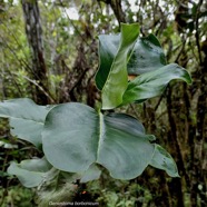 Geniostoma borbonicum  Bois de piment  bois de rat. loganiaceae endémique Réunion Maurice..jpeg