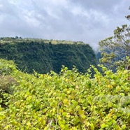 IMG_4132.jpeg