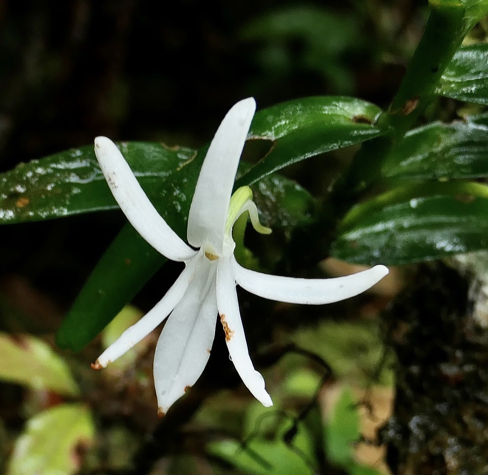 Jumellea rossii Senghas. faham..( fleur ) orchidaceae.endémique Réunion Maurice..jpeg