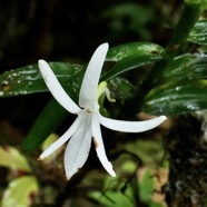 Jumellea rossii Senghas. faham..( fleur ) orchidaceae.endémique Réunion Maurice..jpeg