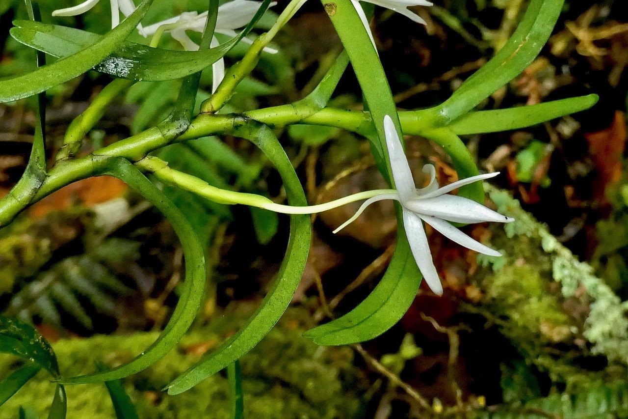 Jumellea rossii Senghas. faham.orchidaceae.endémique Réunion Maurice. (1).jpeg