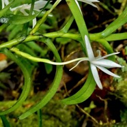 Jumellea rossii Senghas. faham.orchidaceae.endémique Réunion Maurice. (1).jpeg