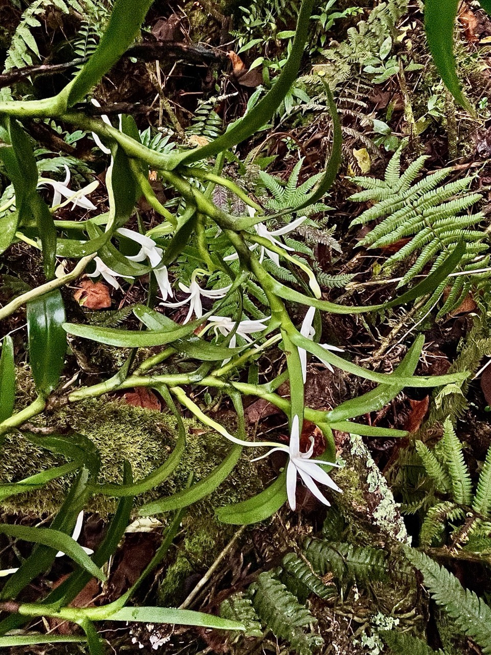 Jumellea rossii Senghas. faham.orchidaceae.endémique Réunion Maurice..jpeg