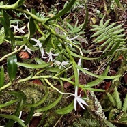 Jumellea rossii Senghas. faham.orchidaceae.endémique Réunion Maurice..jpeg