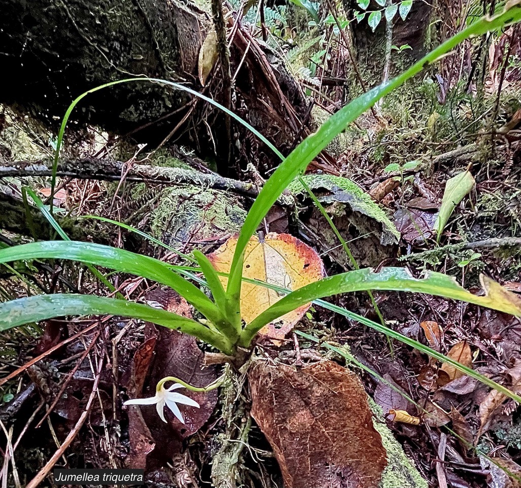 Jumellea triquetra .orchidaceae.endémique Réunion..jpeg