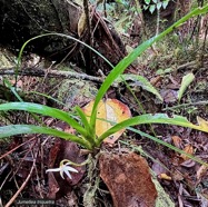Jumellea triquetra .orchidaceae.endémique Réunion..jpeg