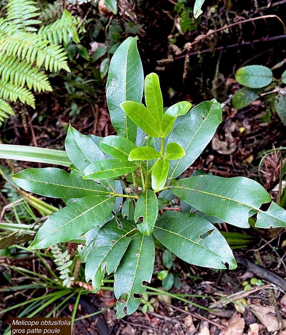 Melicope obtusifolia.gros patte poule.rutaceae. endémique Réunion Maurice..jpeg