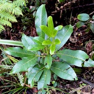 Melicope obtusifolia.gros patte poule.rutaceae. endémique Réunion Maurice..jpeg