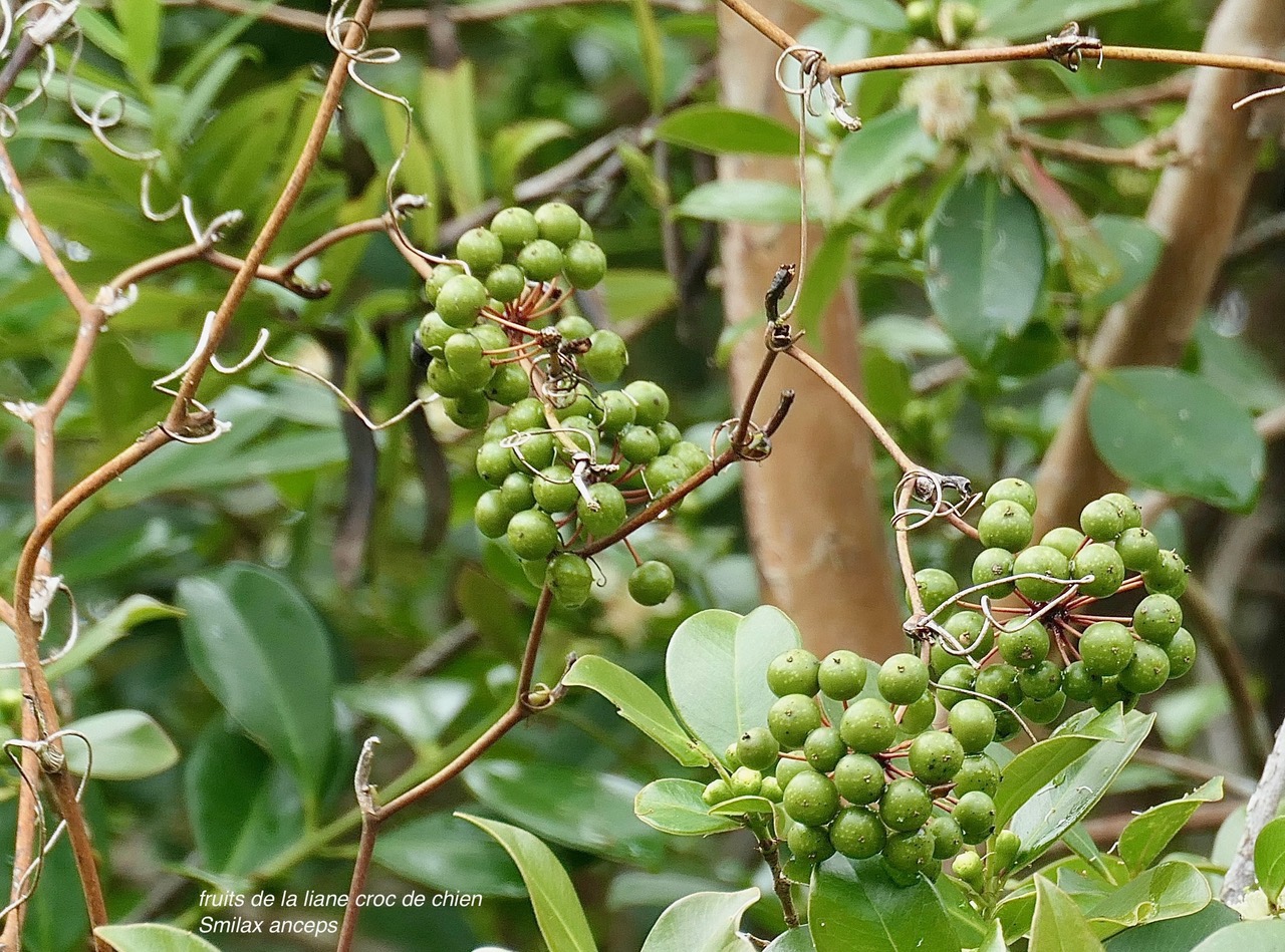Smilax anceps.croc de chien.( fruits ) smilacaceae.indigène Réunion..jpeg