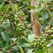 Smilax anceps.croc de chien.( fruits ) smilacaceae.indigène Réunion..jpeg
