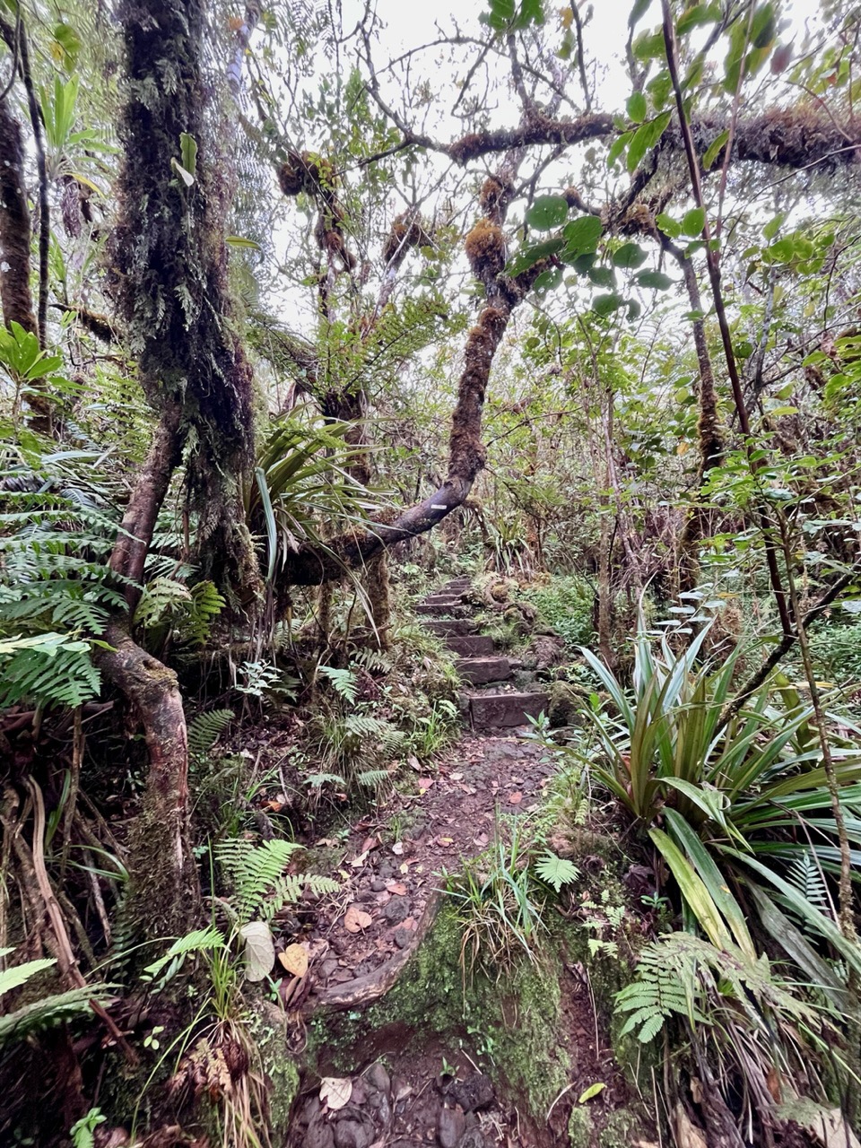 le sentier.jpeg