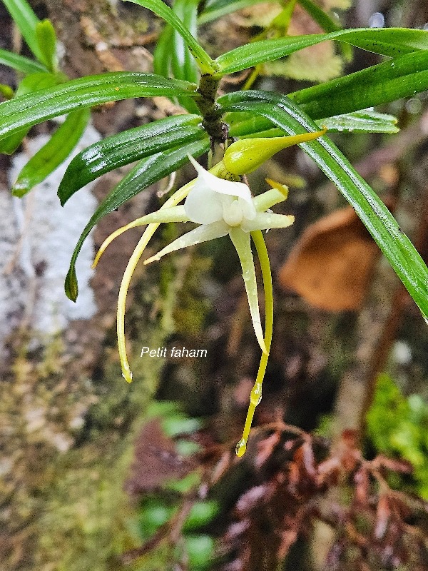Angraecum expansum Petit faham Orchidacea e  Endémique La Réunion, Maurice 52.jpeg