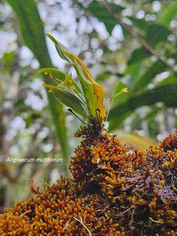 Angraecum multiflorum Orchidacea e Endémique La Réunion 16.jpeg