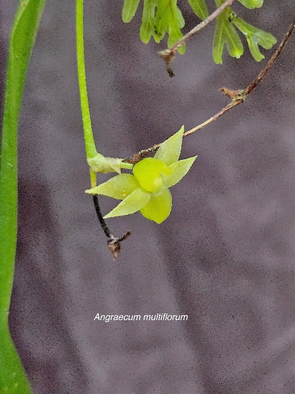 Angraecum multiflorum Orchidacea e Endémique La Réunion 56.jpeg