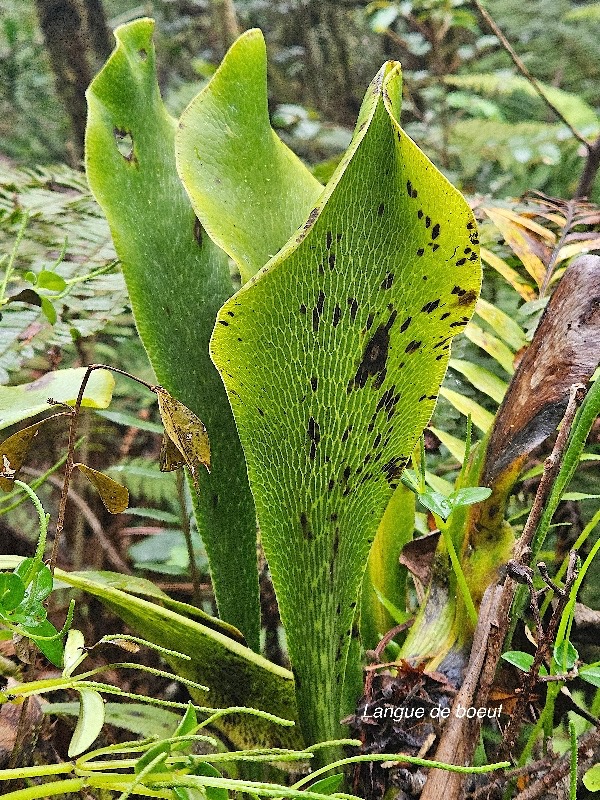 Anthrophyopsis boryana Langue de boeuf P teridaceae Indigène La Réunion 22.jpeg
