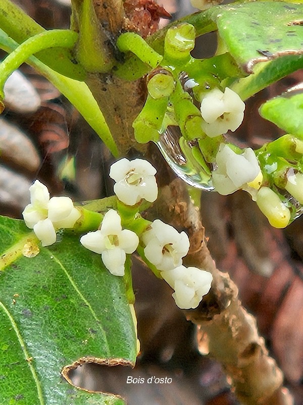 Antirhea borbonica Bois d'osto Rubi aceae Indigène La Réunion 33.jpeg