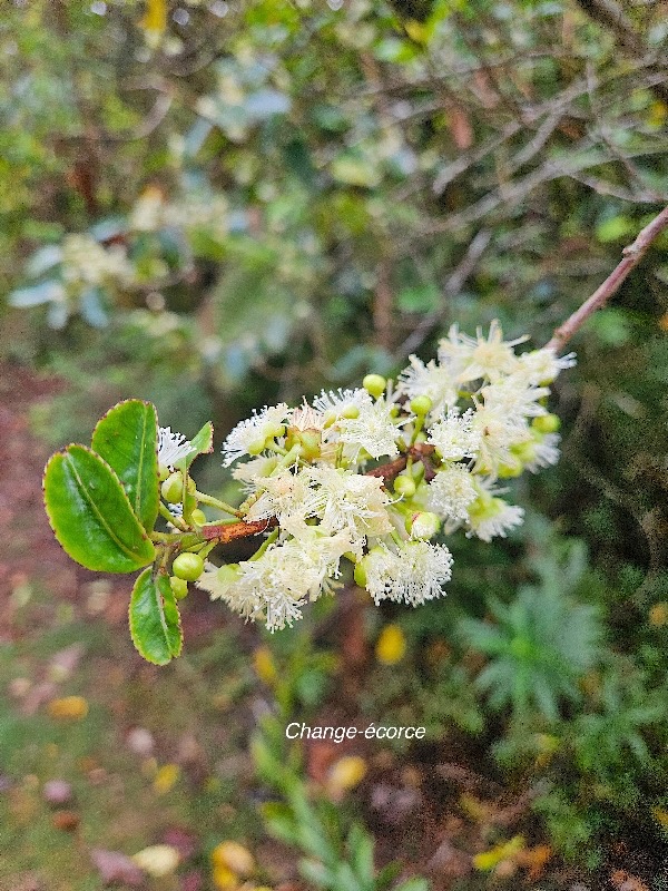 Aphloia theiformis Change-e?corce Aph loiaceae Indigène La Réunion 3.jpeg
