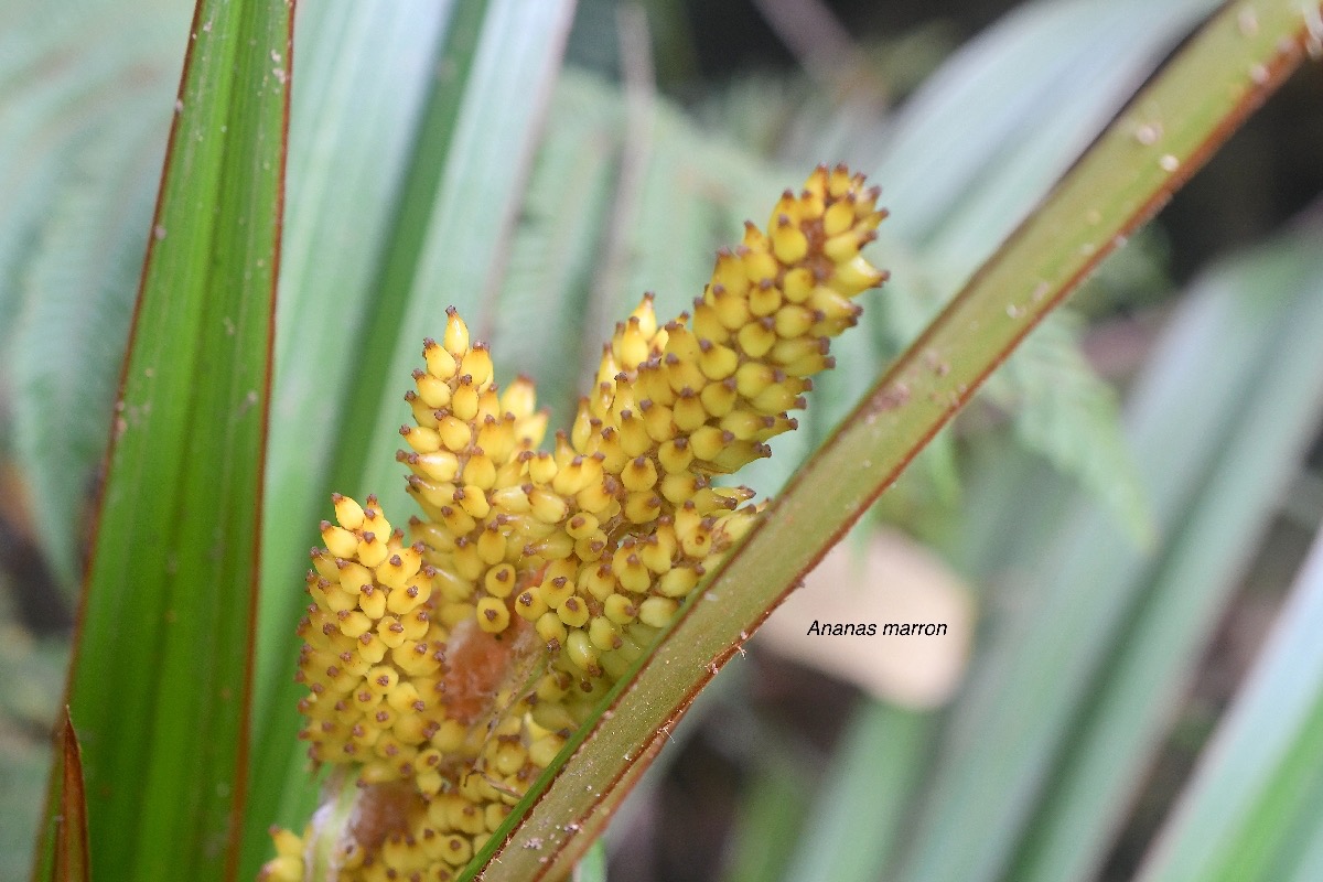 Astelia hemichrysa Ananas marron Asteliacea e Endémique La Réunion, Maurice 3797.jpeg