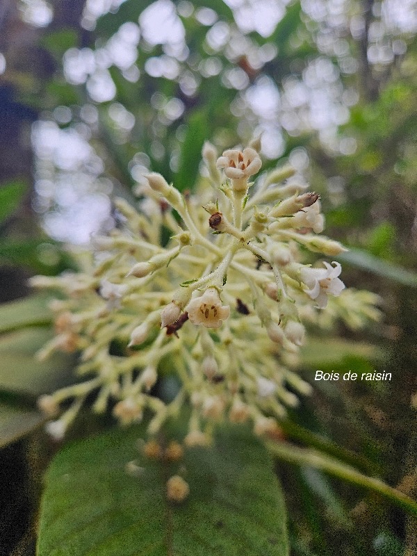 Bertiera rufa Bois de raisin Rubia ceae Endémique La Réunion 23.jpeg