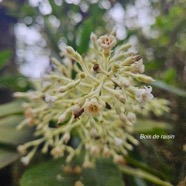 Bertiera rufa Bois de raisin Rubia ceae Endémique La Réunion 23.jpeg