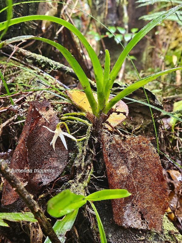 Jumellea triquetra Orchidaceae  Endémique La Réunion 141.jpeg