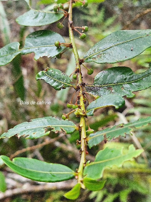 Phyllanthus phillyreifolius Bois de cafrine Phyll anthaceae Endémique La Réunion, Maurice 43.jpeg