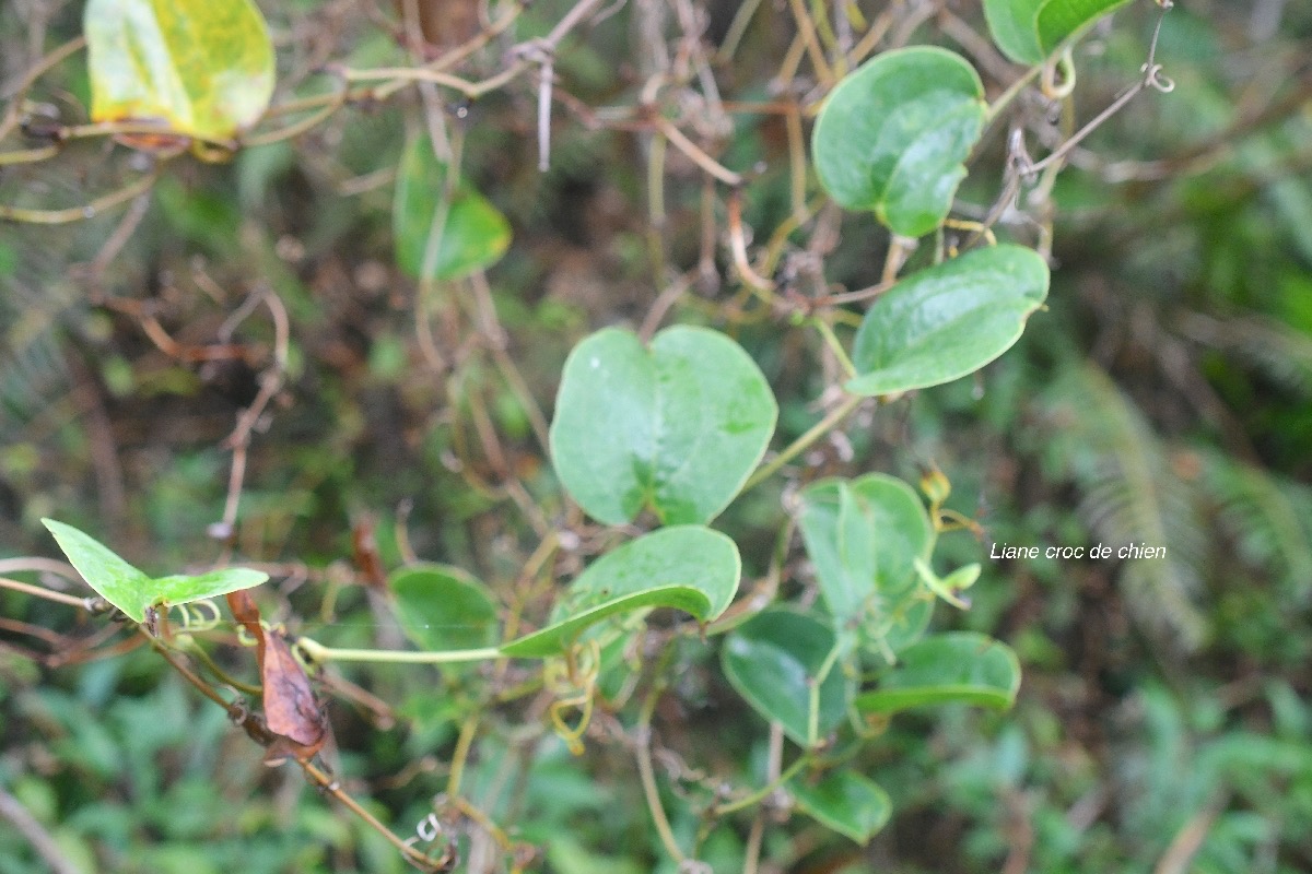 Smilax anceps Liane croc de chien Smil acaceae Indigène La Réunion 3777.jpeg