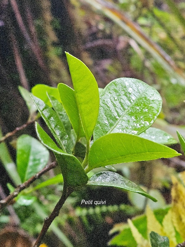 Turraea ovata Petit quivi Meliaceae Endémique La Réunion, Maurice 26.jpeg