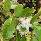 1. Fleur de Psidium cattleianum - Goyavier - Myrtacée - exo