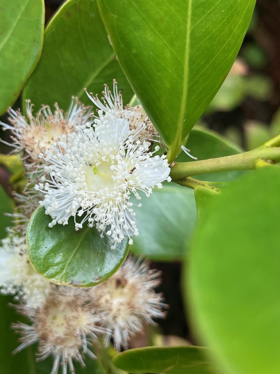 2. Fleur de Psidium cattleianum - Goyavier - Myrtacée - exo