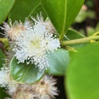 2. Fleur de Psidium cattleianum - Goyavier - Myrtacée - exo