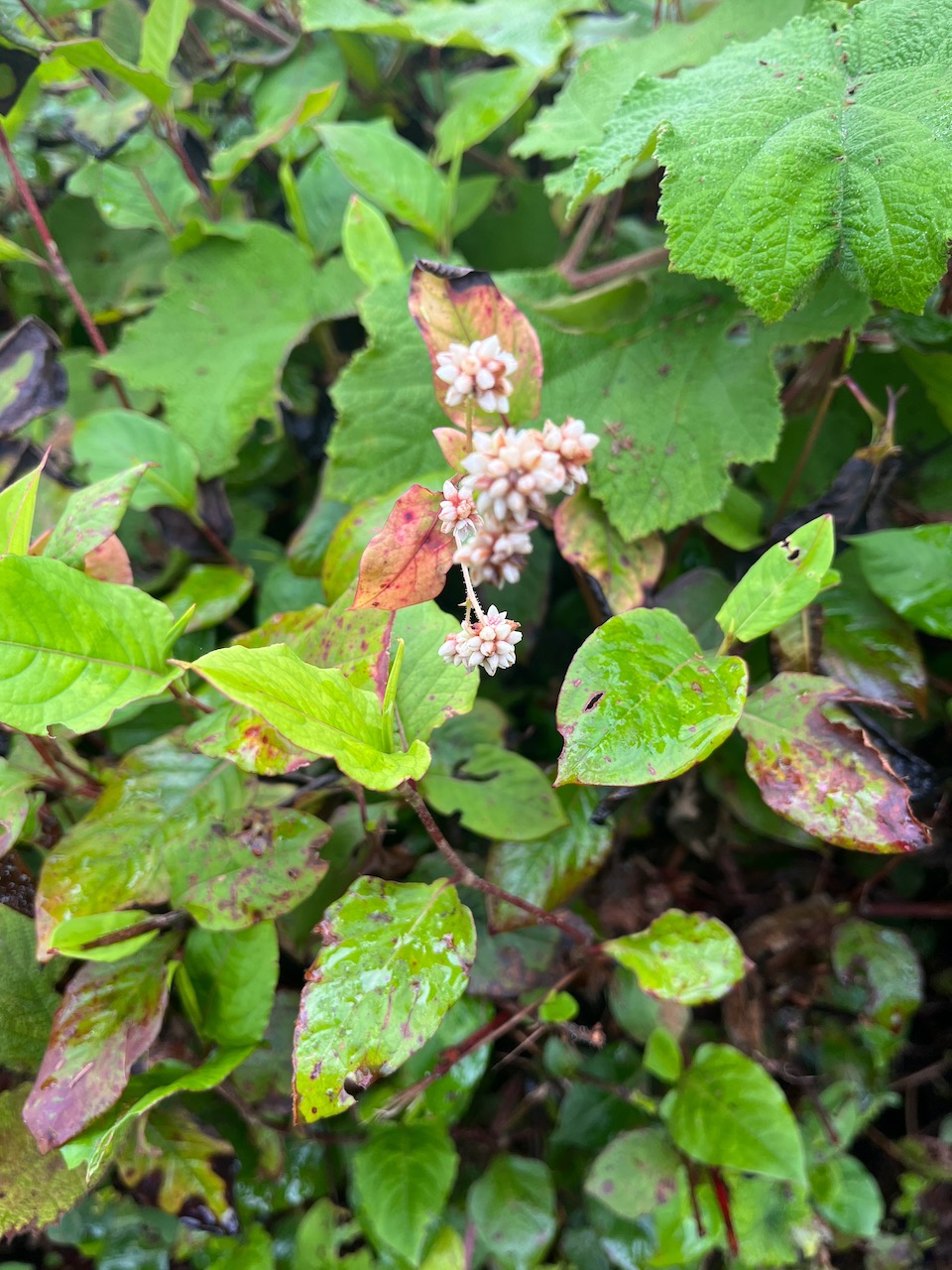 3. Persicaria chinensis (L.) H. Gross. - Liane rouge - Renouée du chinois - Polygonaceae - Asie.jpeg