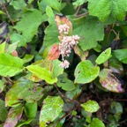 3. Persicaria chinensis (L.) H. Gross. - Liane rouge - Renouée du chinois - Polygonaceae - Asie.jpeg