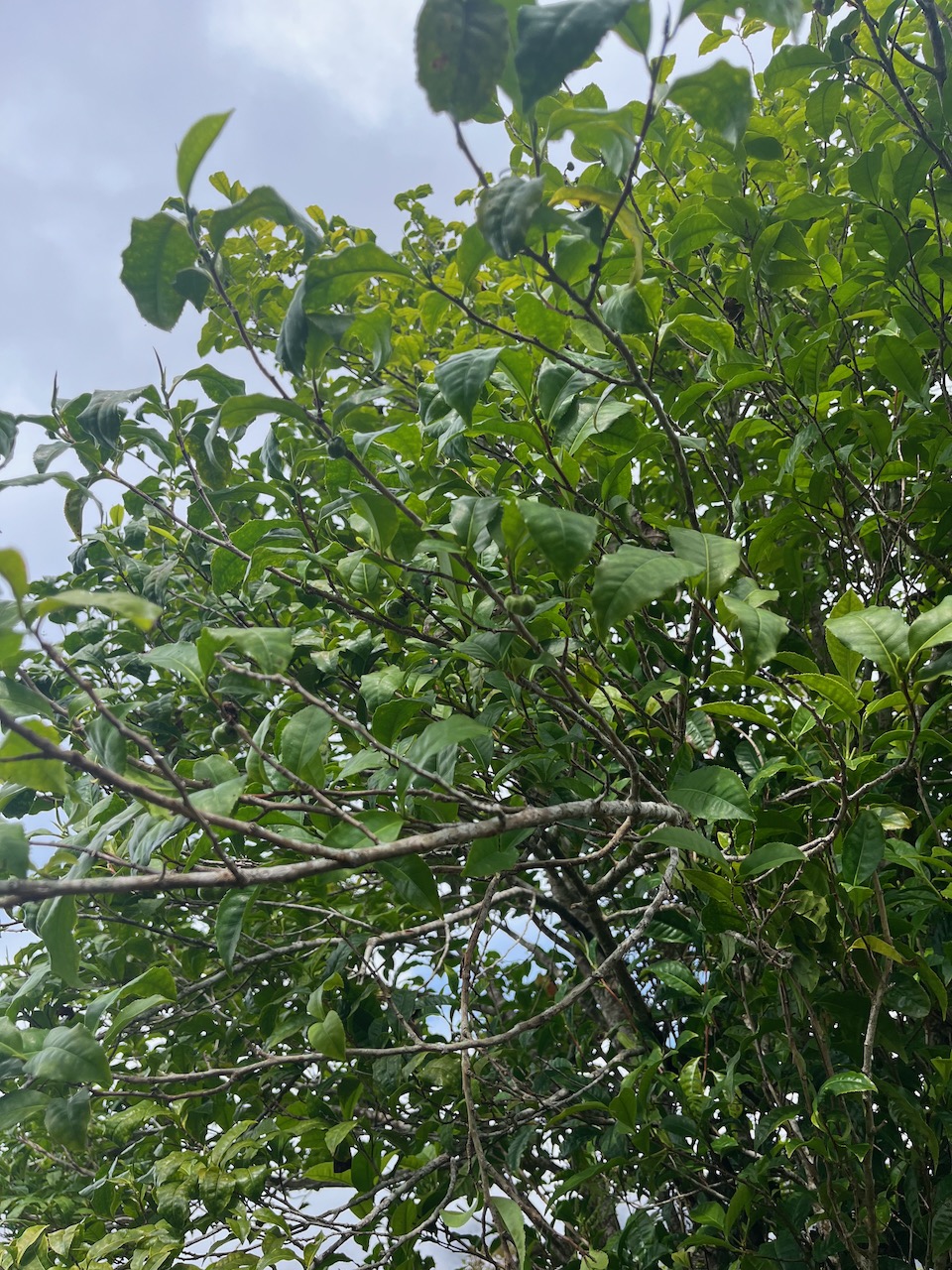 4. Fruits - Camelia sinensis - thé - theaceae - Exotique.jpeg