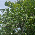 4. Fruits - Camelia sinensis - thé - theaceae - Exotique.jpeg