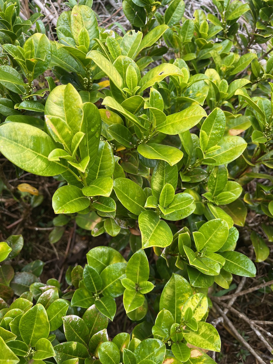 8. Melicope borbonica ou Euodia borbonica - Petit catafaille - Rutacée - M.jpeg