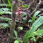 12. Calanthe sylvatica - ORCHIDACEAE-I