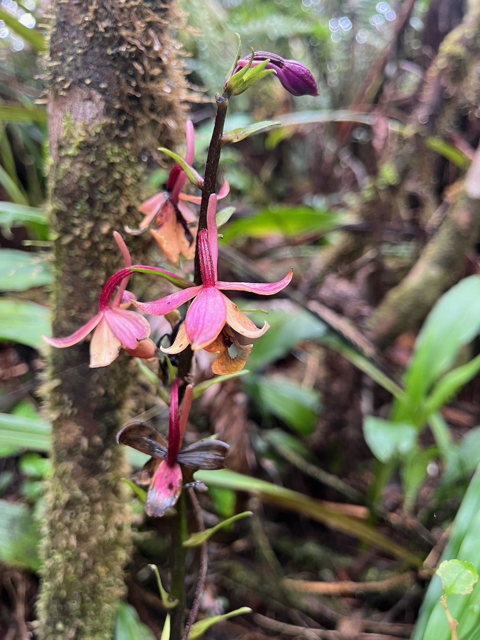13. Calanthe sylvatica - ORCHIDACEAE-I