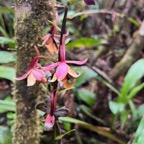 13. Calanthe sylvatica - ORCHIDACEAE-I