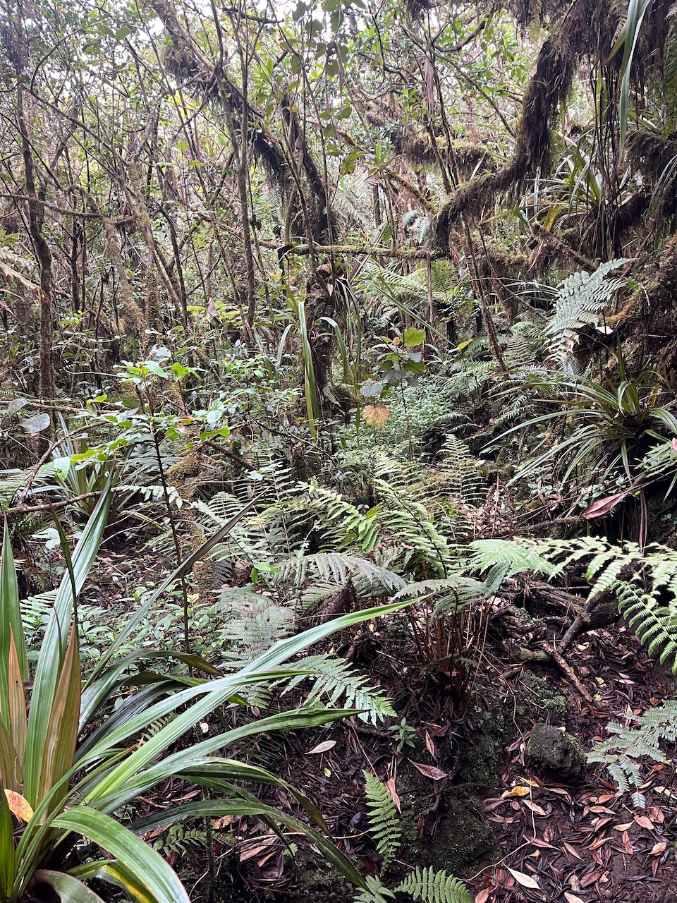 14. Sous-bois-richesse de la biodiversité-.jpeg