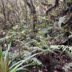 14. Sous-bois-richesse de la biodiversité-.jpeg