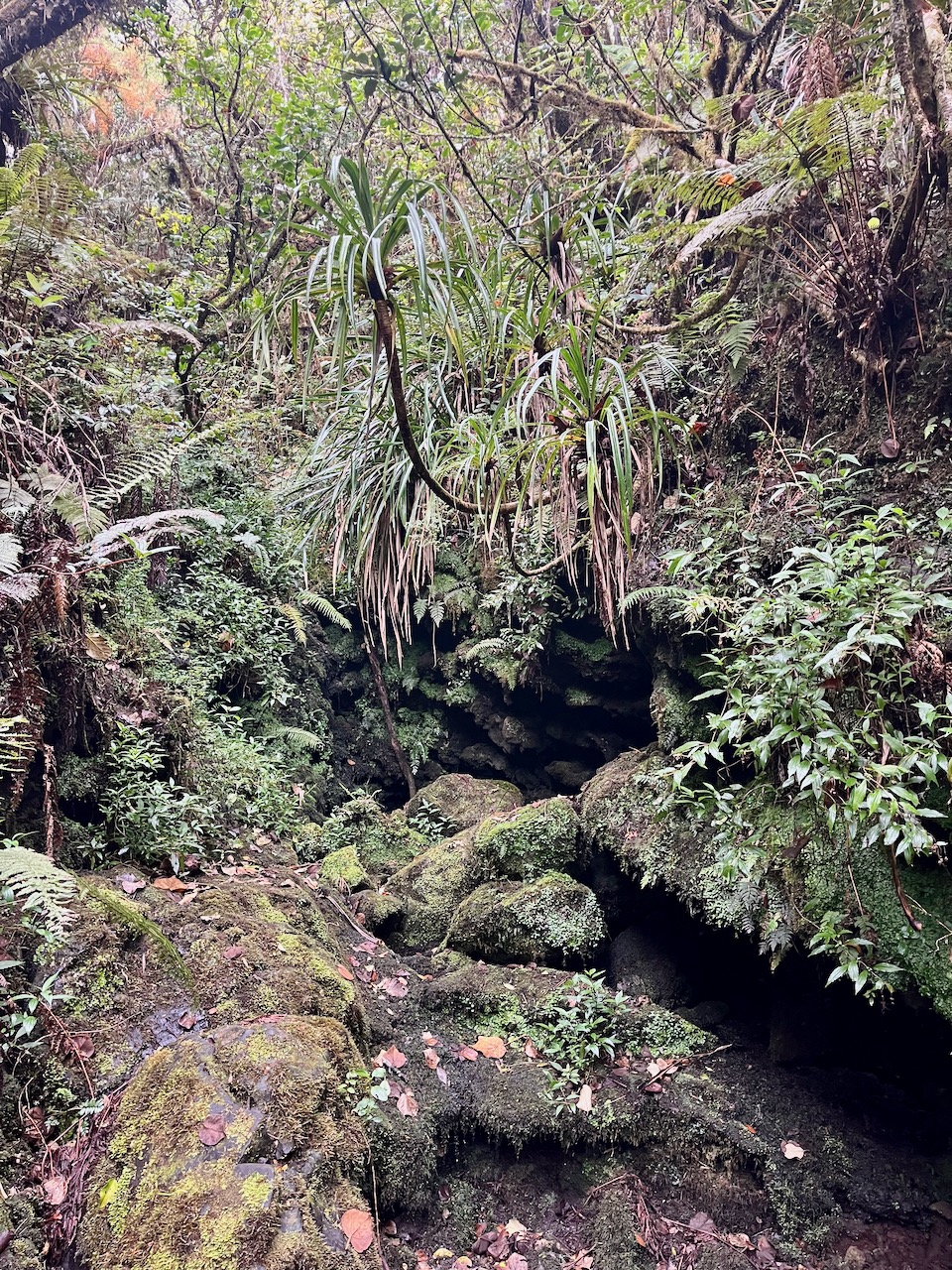 15. fond de ravine. La jouvence invsive remonte la ravine..jpeg