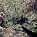 15. fond de ravine. La jouvence invsive remonte la ravine..jpeg